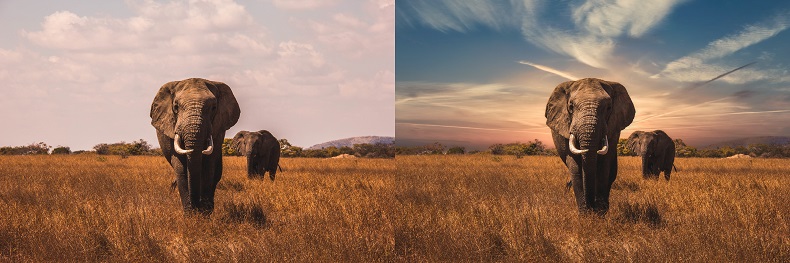 Elephant picture before and after AI sky replacement