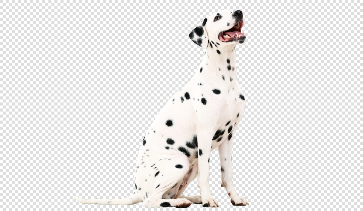 Cachorro branco com manchas pretas em um fundo transparente