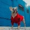 Un chien qui porte un pull rouge